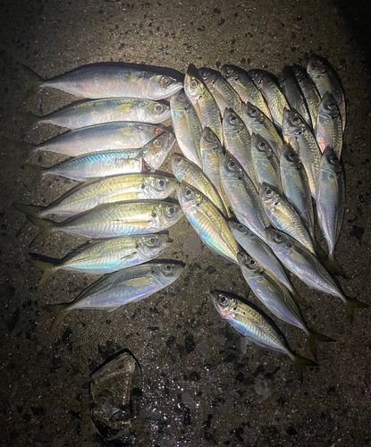 アジの釣果