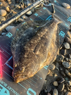ヒラメの釣果