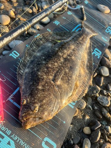 ヒラメの釣果