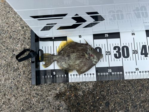 カワハギの釣果