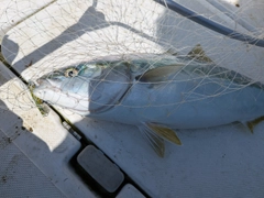 ワラサの釣果