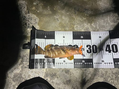 キジハタの釣果