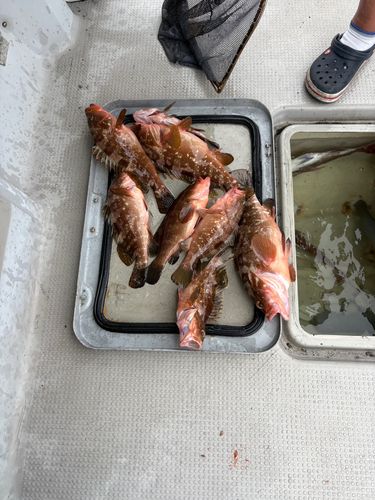 アコウの釣果
