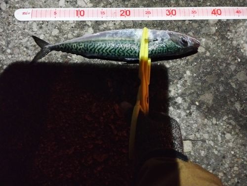サバの釣果