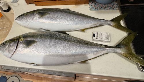 ブリの釣果