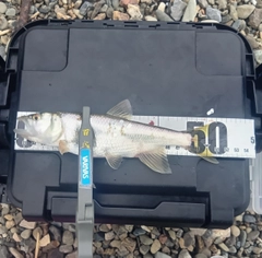 ハスの釣果