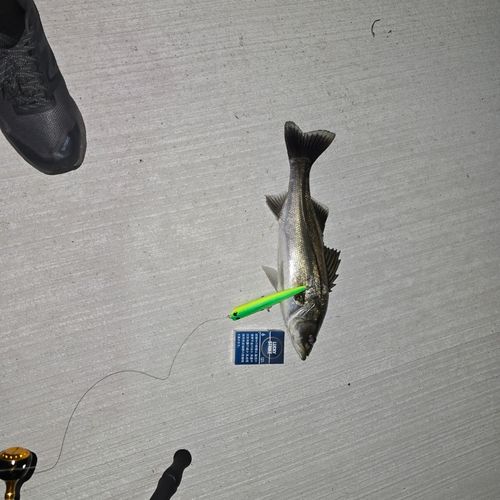 シーバスの釣果