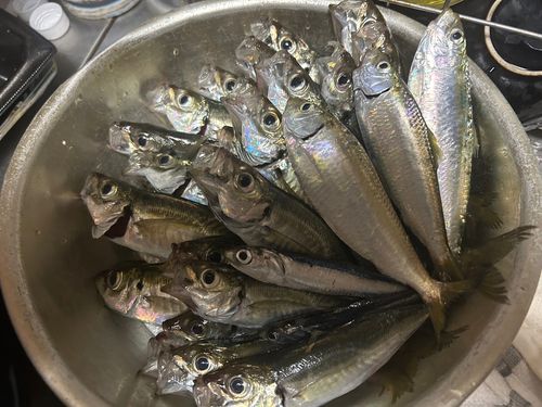 マアジの釣果