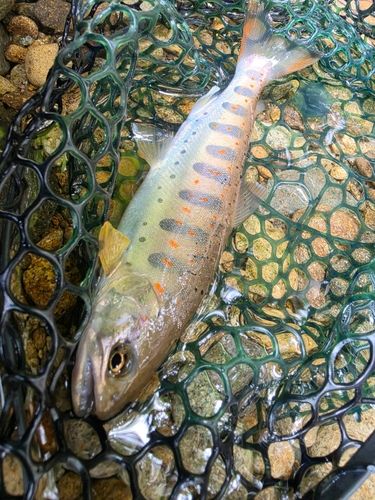 アマゴの釣果