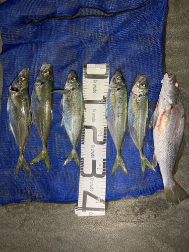 アジの釣果