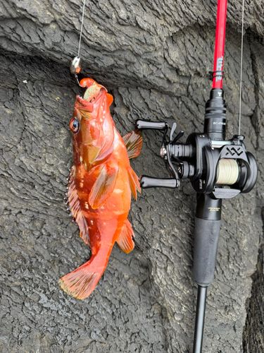 アオメバルの釣果
