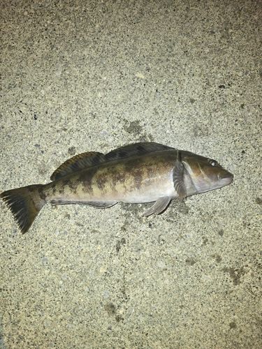 アイナメの釣果