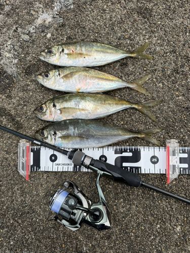 アジの釣果