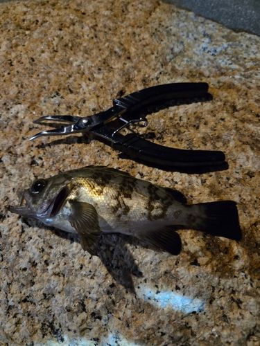 メバルの釣果