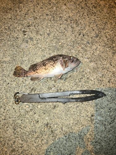 クロソイの釣果