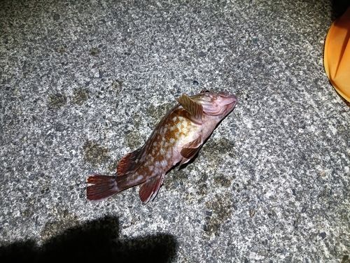 ガシラの釣果