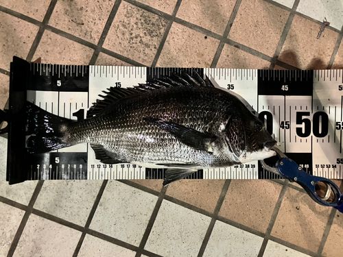 クロダイの釣果