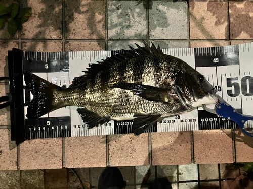 クロダイの釣果