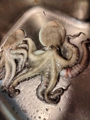 タコの釣果