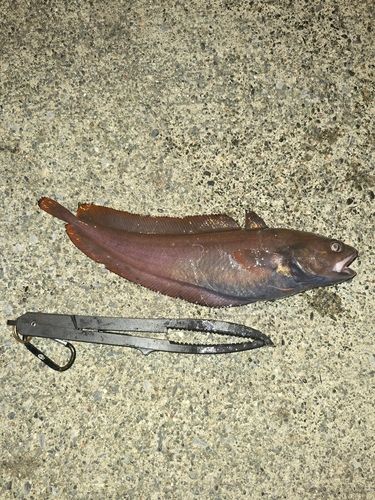 ドンコの釣果