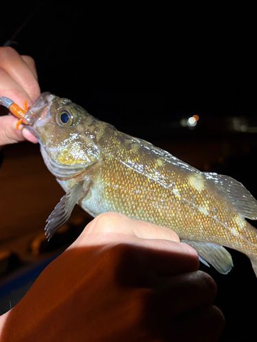 メバルの釣果