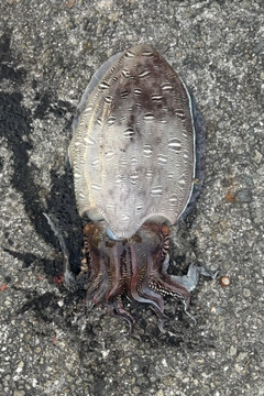 コウイカの釣果