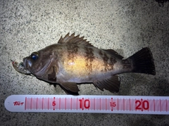 メバルの釣果