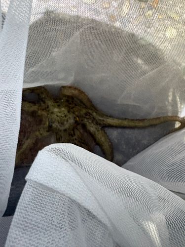 マダコの釣果