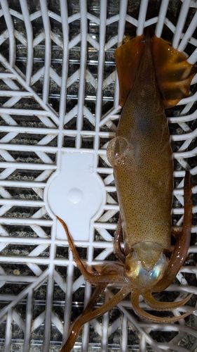 スルメイカの釣果