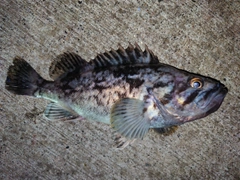 ソイの釣果