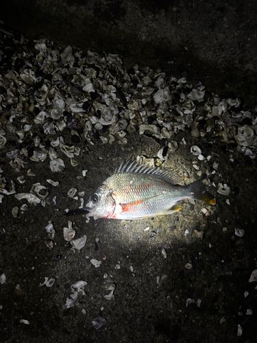 キビレの釣果