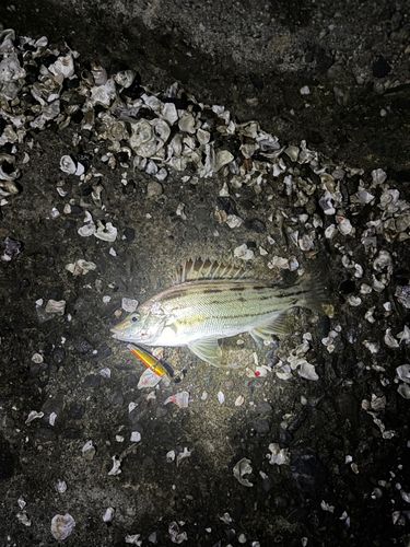 シマイサキの釣果
