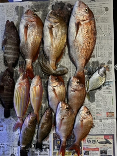 タイの釣果