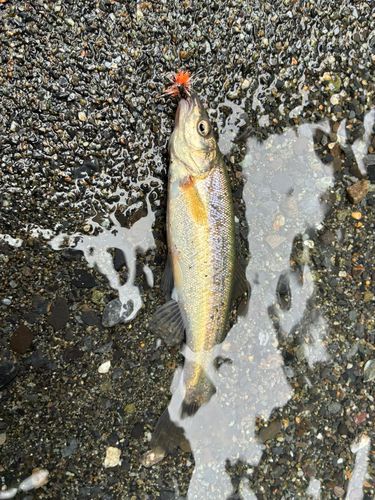 アマゴの釣果