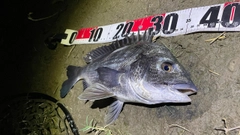 チヌの釣果