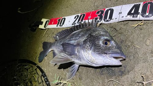 チヌの釣果
