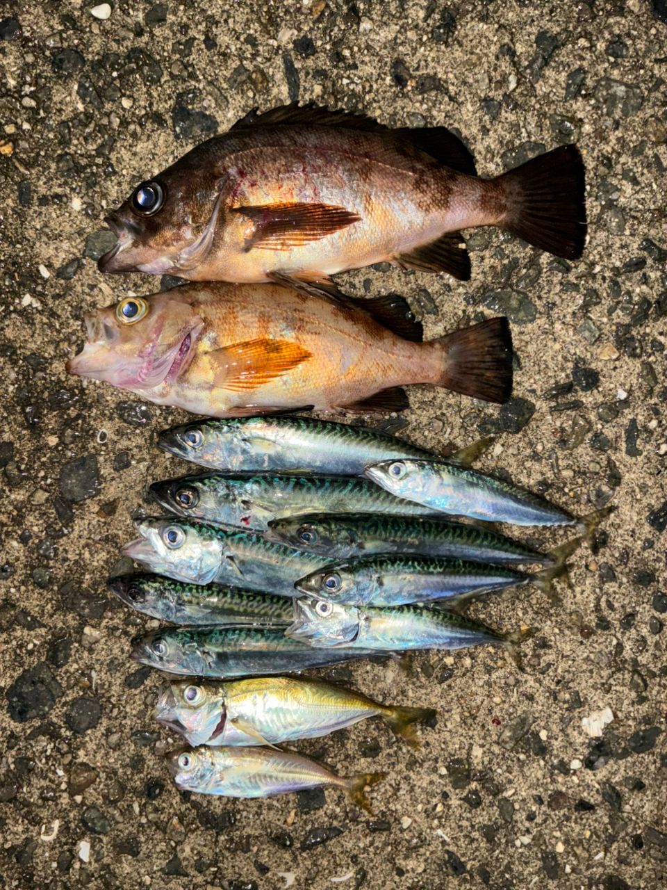 サバの釣果写真