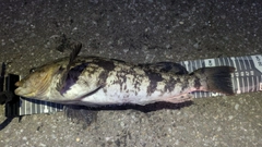 アイナメの釣果