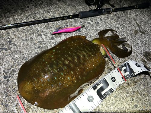 アオリイカの釣果