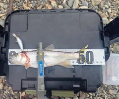 ハスの釣果