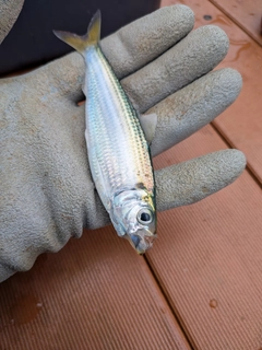 サッパの釣果