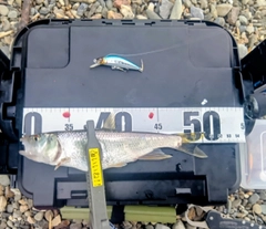 ハスの釣果