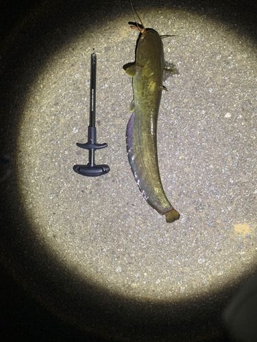 ナマズの釣果