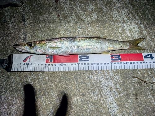 カマスの釣果