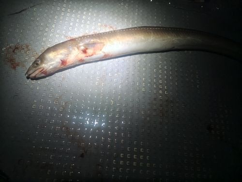 マアナゴの釣果