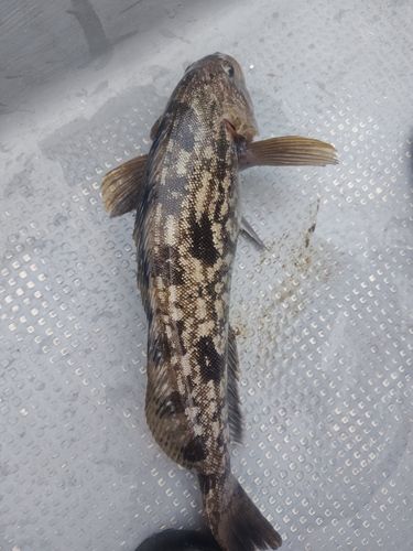 アブラコの釣果