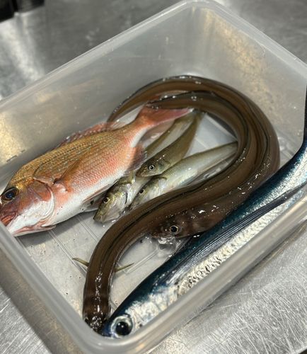 キスの釣果