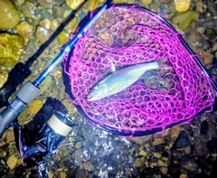 ハスの釣果