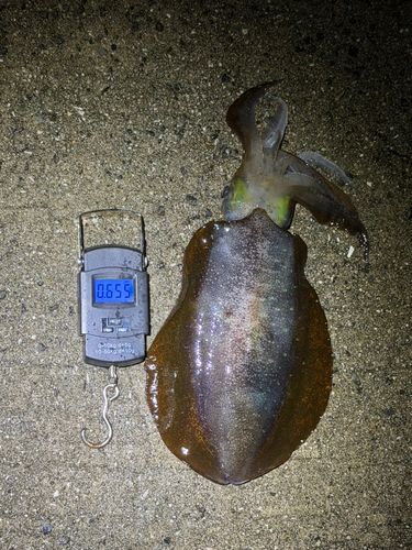アオリイカの釣果