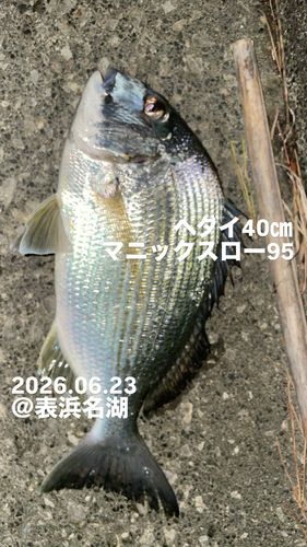 ヘダイの釣果